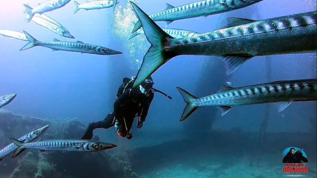 Buceo en Formentera: los mejores puntos de inmersión