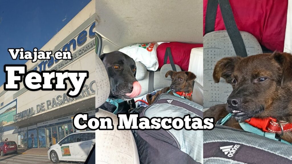 viajar a mallorca con perro