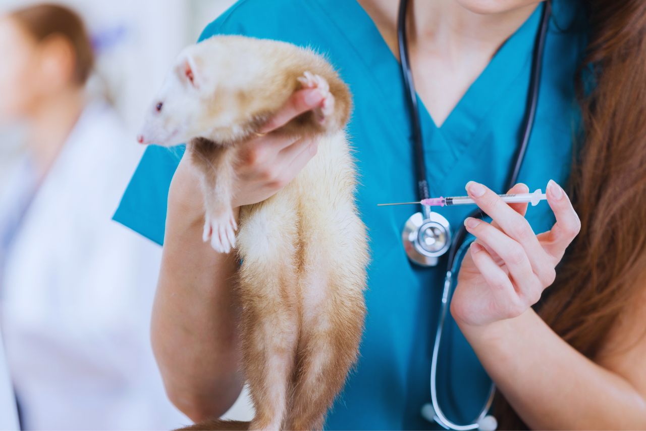 703003 - Clínica Veterinaria Exotely - Baleares Noticias 24h