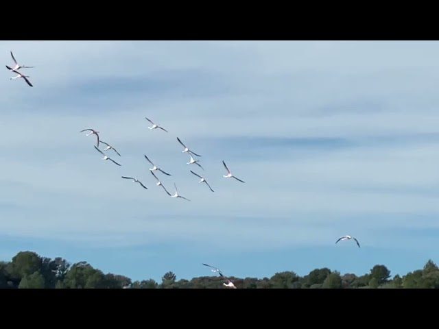 Donde-ver-flamencos-y-otras-aves-en-Menorca - Baleares Noticias 24h Dónde ver flamencos y otras aves en Menorca