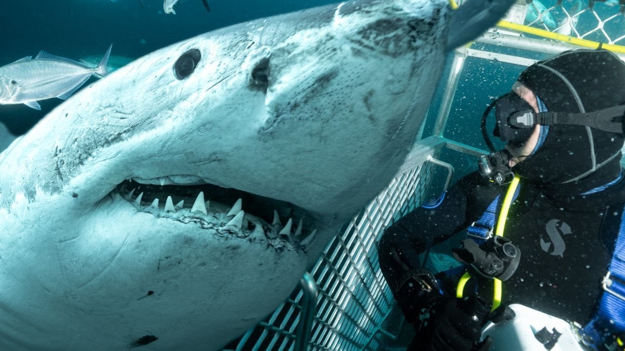 Las mejores experiencias de buceo con tiburones en las Islas Baleares