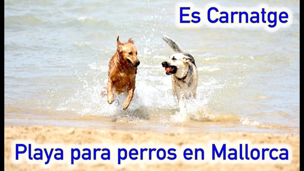 playas perros invierno mallorca