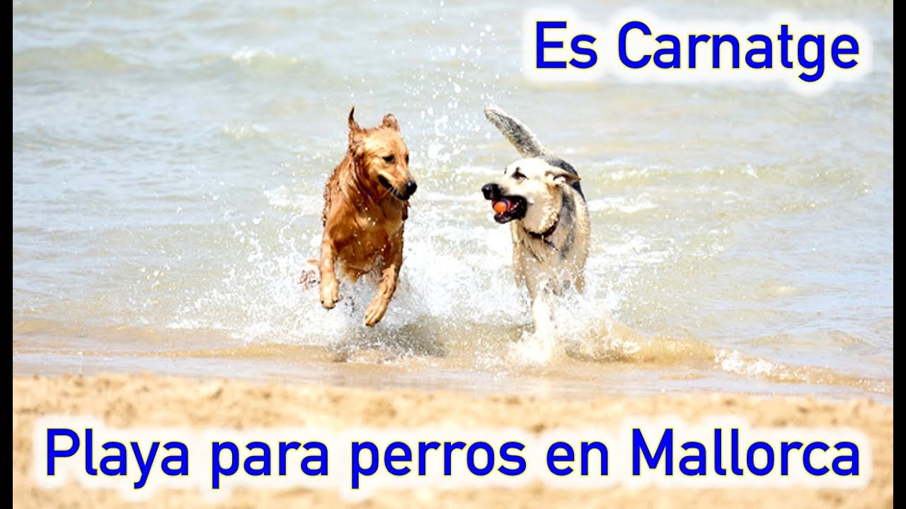 playas perros invierno mallorca