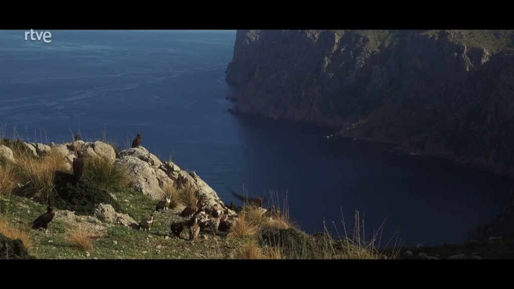 riacib islas baleares