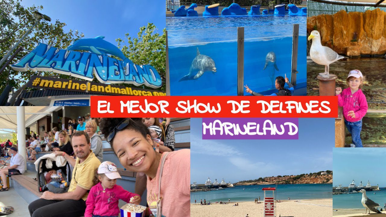 Las mejores playas de Mallorca para ver delfines