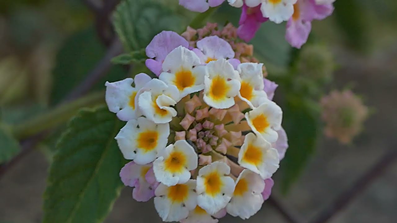 islas baleares flora